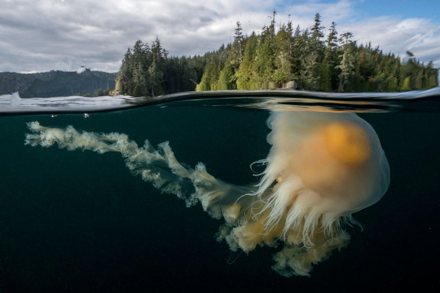 Egg Yoke Jellyfish